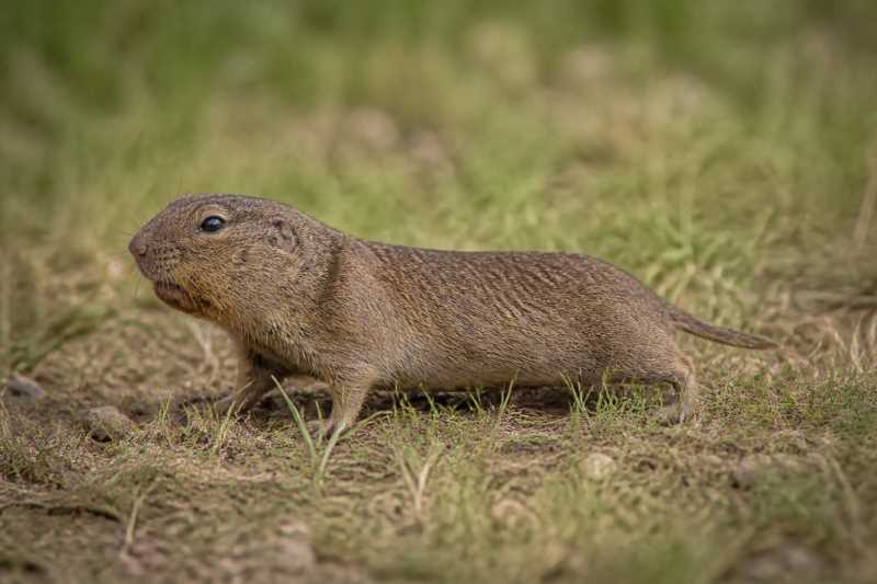 Image of a Llano Pocket Gopher in its natural habitat