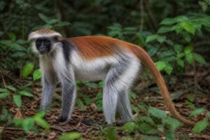 Image of a Lomami Red Colobus in its natural habitat