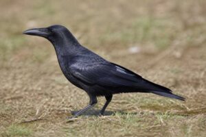 Image of a Long-billed Crow in its natural habitat