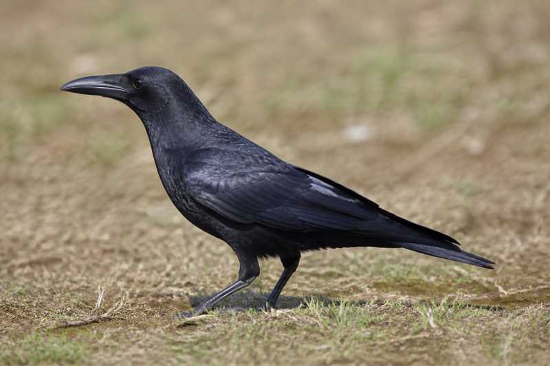 Image of a Long-billed Crow in its natural habitat