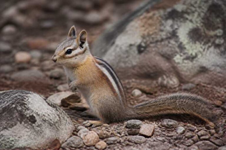 Image of a Long-eared Chipmunk in its natural habitat
