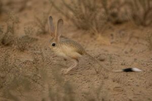 Image of a Long-eared Jerboa in its natural habitat