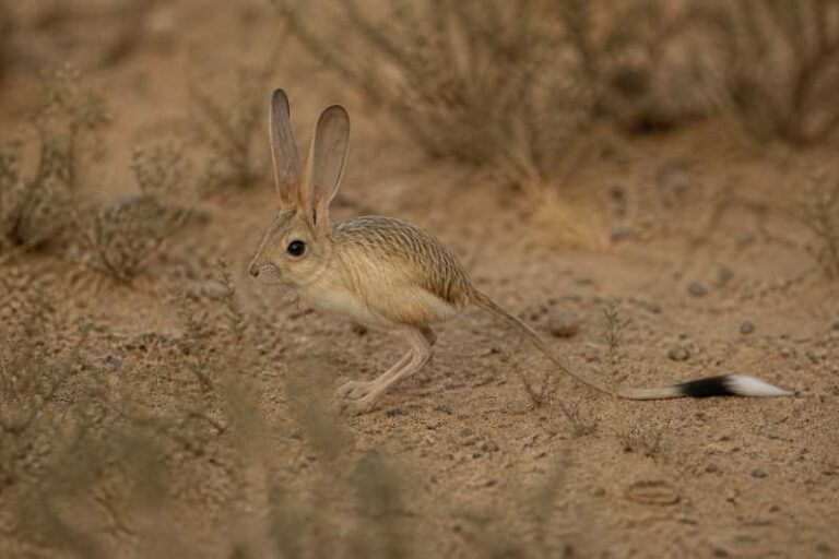Image of a Long-eared Jerboa in its natural habitat