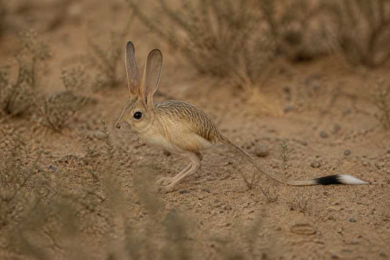 Image of a Long-eared Jerboa in its natural habitat