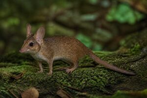Image of a Long-eared Pygmy Anomalure in its natural habitat
