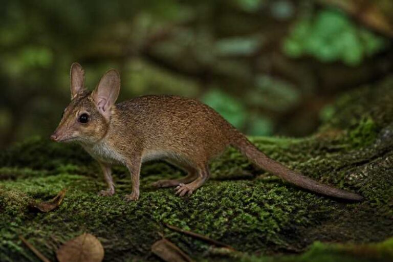 Image of a Long-eared Pygmy Anomalure in its natural habitat