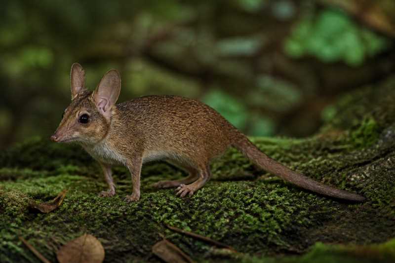 Image of a Long-eared Pygmy Anomalure in its natural habitat