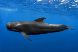 Image of a Long-finned Pilot Whale in its natural habitat