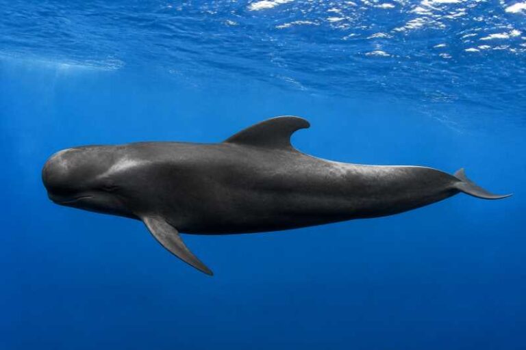 Image of a Long-finned Pilot Whale in its natural habitat