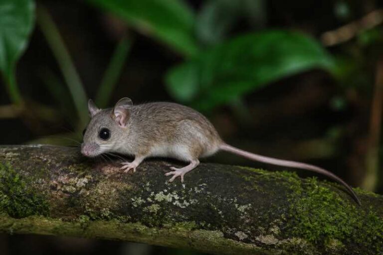 Image of a Long-footed Tree Mouse in its natural habitat