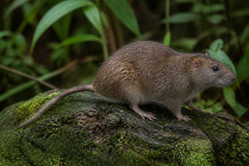 Image of a Long-furred Atlantic Tree-rat in its natural habitat
