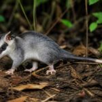 Image of a Long-nosed Short-tailed Opossum in its natural habitat