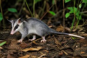 Image of a Long-nosed Short-tailed Opossum in its natural habitat