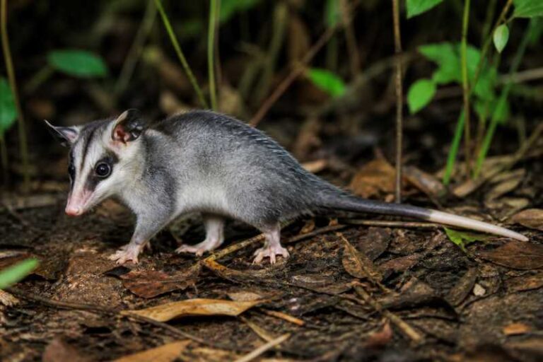 Image of a Long-nosed Short-tailed Opossum in its natural habitat