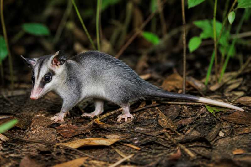 Image of a Long-nosed Short-tailed Opossum in its natural habitat