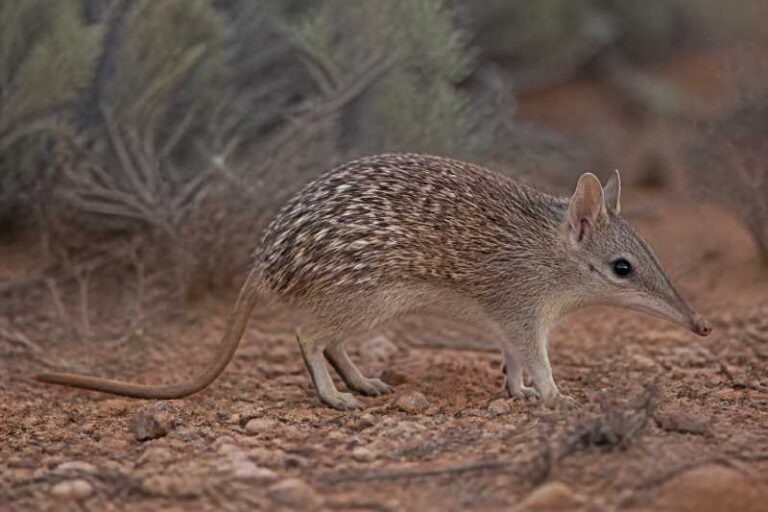 Image of a Long-nosed Spiny Bandicoot in its natural habitat