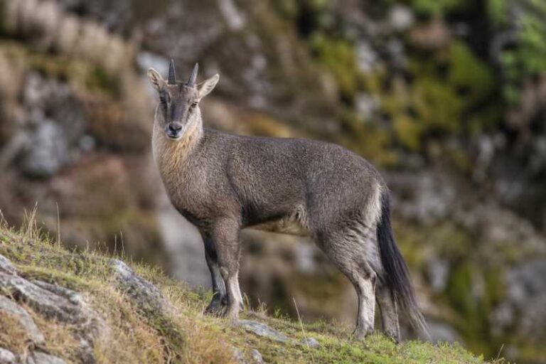 Image of a Long-tailed Goral in its natural habitat