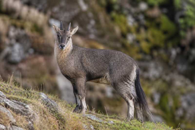 Image of a Long-tailed Goral in its natural habitat