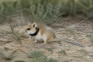 Image of a Long-tailed Lesser Hamster in its natural habitat