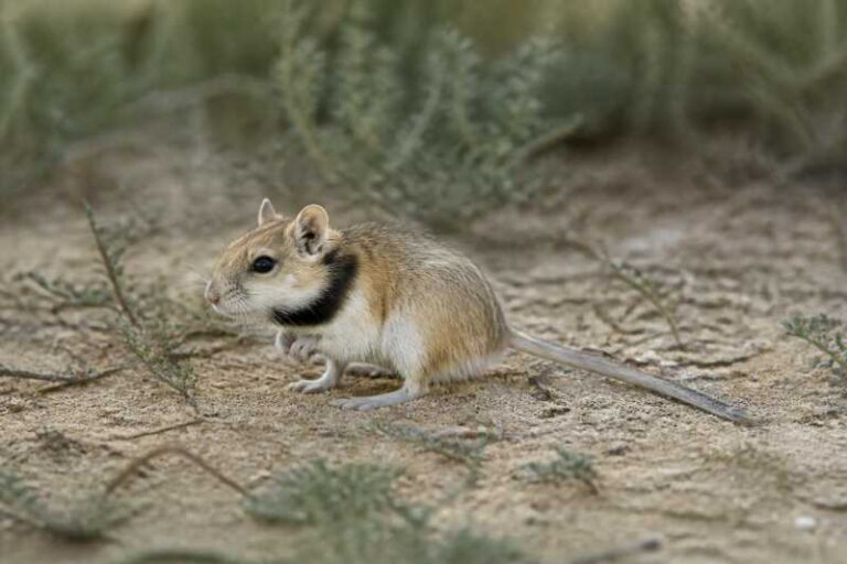 Image of a Long-tailed Lesser Hamster in its natural habitat