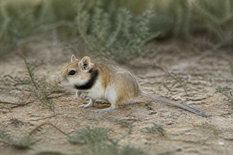 Image of a Long-tailed Lesser Hamster in its natural habitat