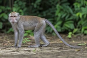 Image of a Long-tailed Macaque in its natural habitat