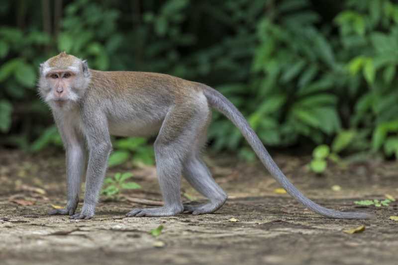 Image of a Long-tailed Macaque in its natural habitat