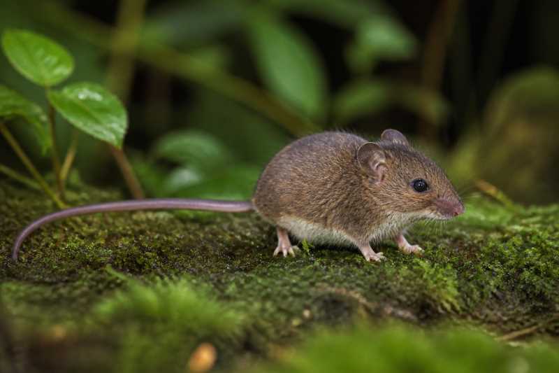 Image of a Long-tailed Moss Mouse in its natural habitat