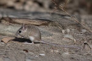 Image of a Long-tailed Oldfield Mouse in its natural habitat