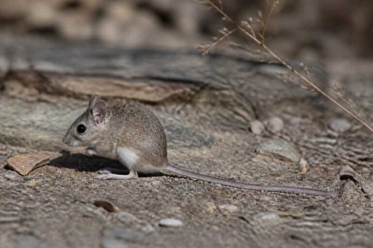 Image of a Long-tailed Oldfield Mouse in its natural habitat