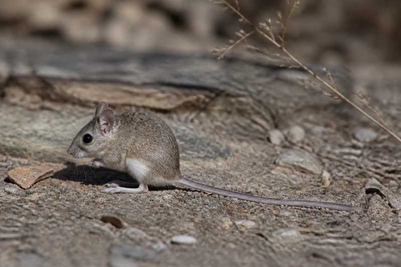 Image of a Long-tailed Oldfield Mouse in its natural habitat