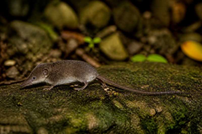 Image of a Long-tailed Salonga White-toothed Shrew in its natural habitat