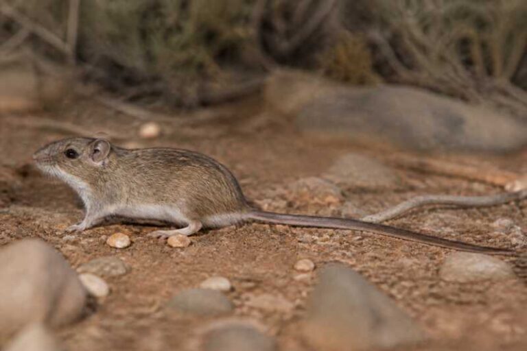 Image of a Long-tailed Singing Mouse in its natural habitat