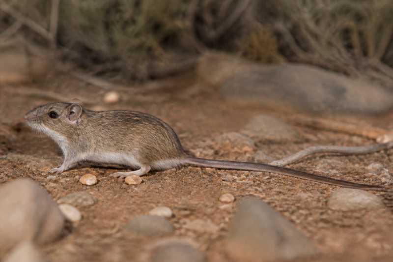 Image of a Long-tailed Singing Mouse in its natural habitat