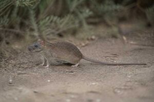 Image of a Losea Rat in its natural habitat