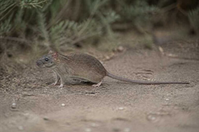 Image of a Losea Rat in its natural habitat