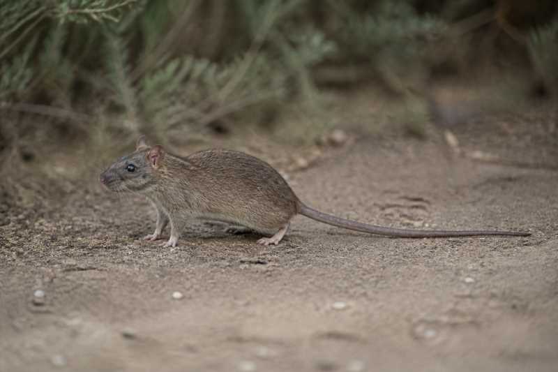Image of a Losea Rat in its natural habitat