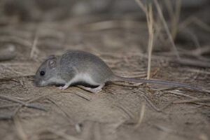 Image of a Lower California Rice Rat in its natural habitat