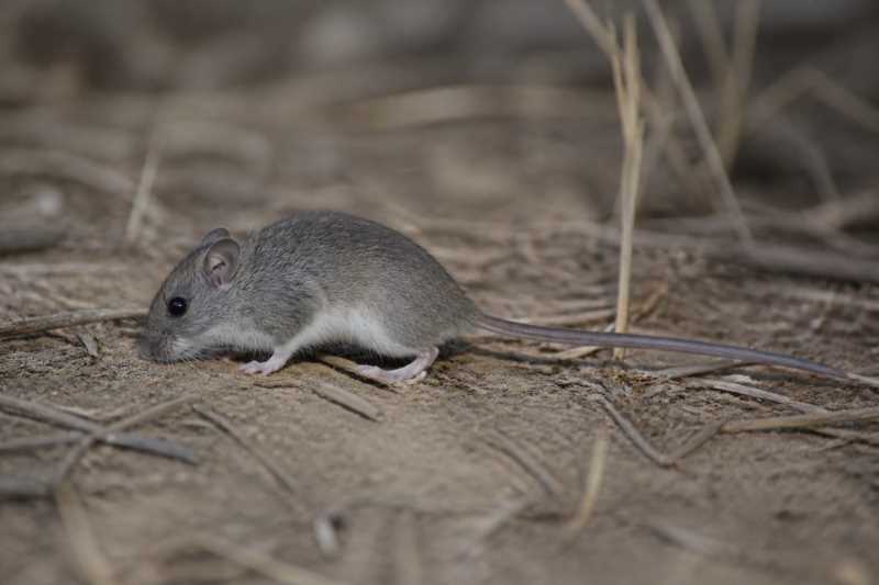 Image of a Lower California Rice Rat in its natural habitat