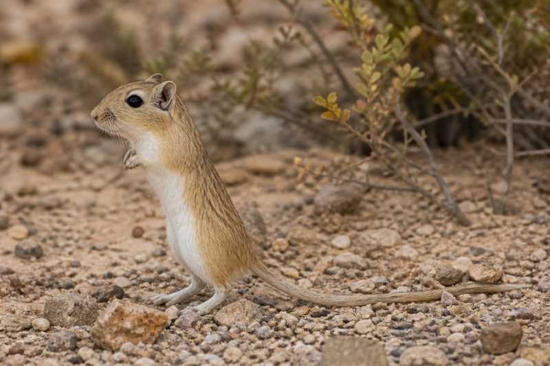 Image of a Lowe's Gerbil in its natural habitat