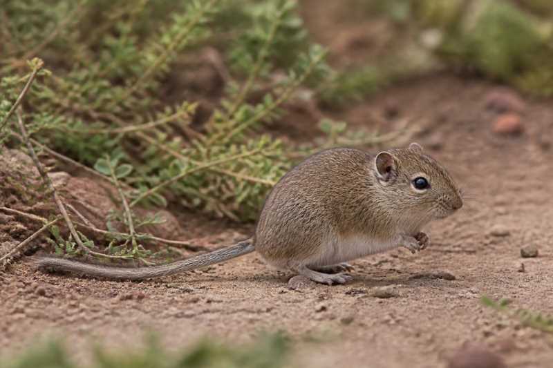 Image of a Lowland Gerbil Mouse in its natural habitat