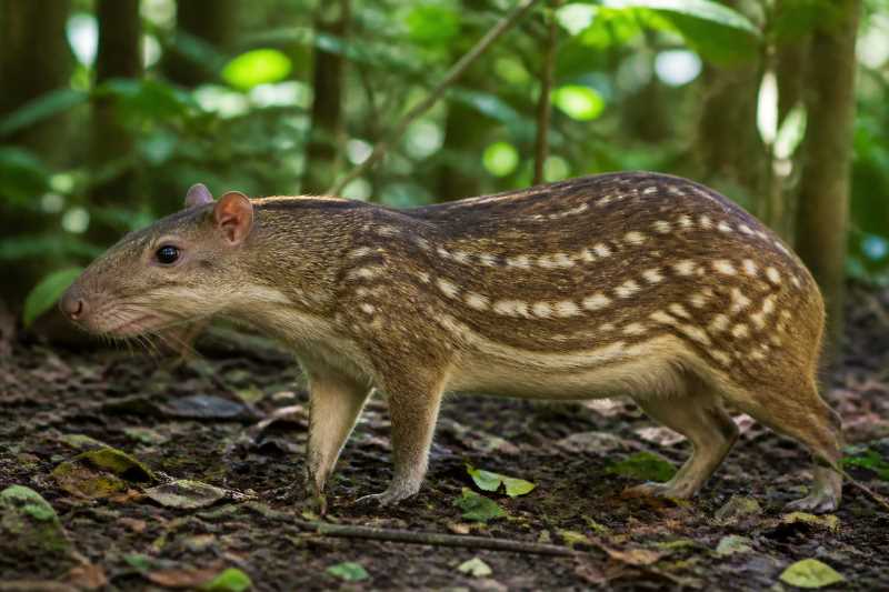 Image of a Lowland Paca in its natural habitat