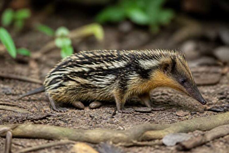 Image of a Lowland Streaked Tenrec in its natural habitat