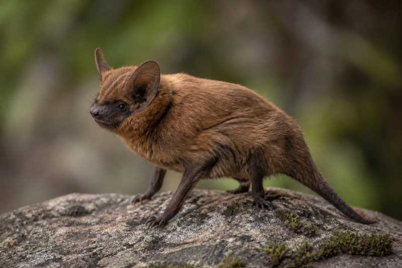 Image of a Lowveld Serotine in its natural habitat