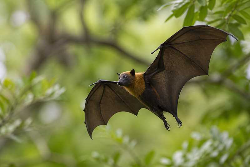Image of a Lucas's Short-nosed Fruit Bat in its natural habitat