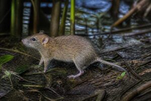 Image of a Lukolela Swamp Mouse in its natural habitat