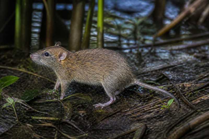Image of a Lukolela Swamp Mouse in its natural habitat