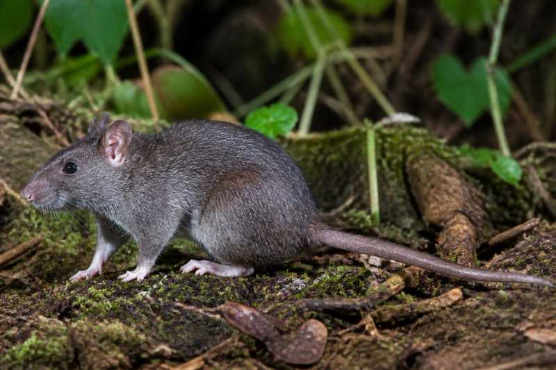 Image of a Luzon Broad-toothed Rat in its natural habitat