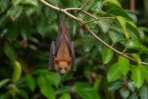 Image of a Luzon Pygmy Fruit Bat in its natural habitat