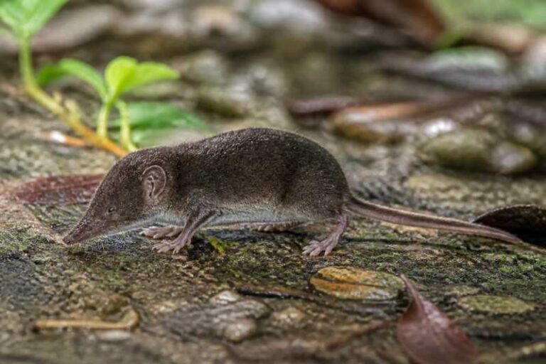 Image of a Luzon White-toothed Shrew in its natural habitat